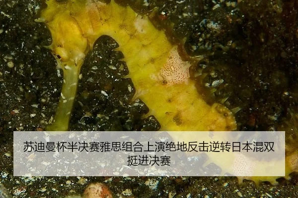 苏迪曼杯半决赛雅思组合上演绝地反击逆转日本混双挺进决赛